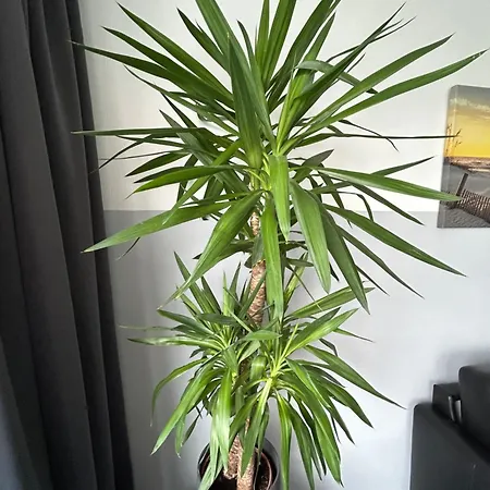 Frische Brise Mit Meerblick